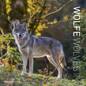 ALPHA EDITION, Calendario da muro 30x30 cm wolves 2023