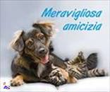 , Meravigliosa amicizia