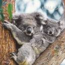 immagine di Calendario da muro 30x30 cm koala 2024
