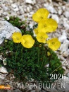 immagine di Alpenblumen 2026. Calendario fiori delle Alpi