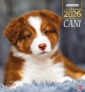 GOODMAN BOOK, Cani. Calendario 2026. magnum