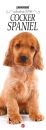 GOODMAN BOOK, Cocker Spaniel. calendario 2026.