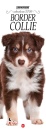 GOODMAN BOOK, Border Collie. Calendario 2026.