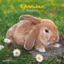 ALPHA EDITION, Calendario 2026  Rabbits